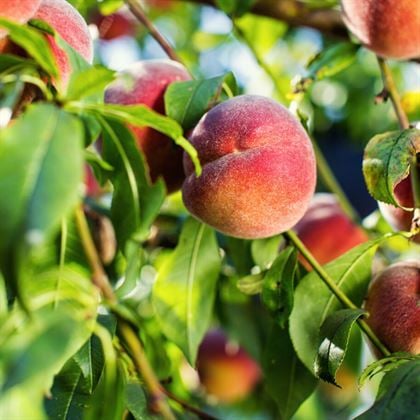 Transvalia Şeftali Fidanı