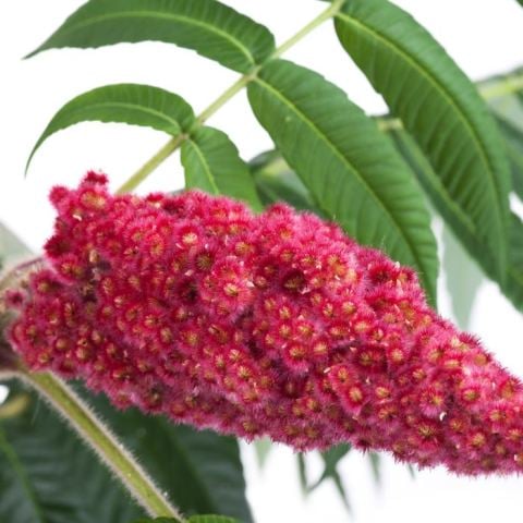 Sumak Fidanı 40 cm  Şifalı Cinsten  Rhus Typhina