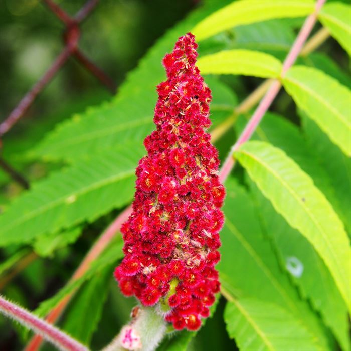 Sumak Fidanı 40 cm  Şifalı Cinsten  Rhus Typhina