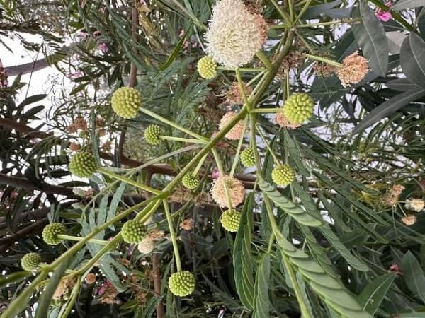 Ada Mimoza Ağacı Acacia Dealbata