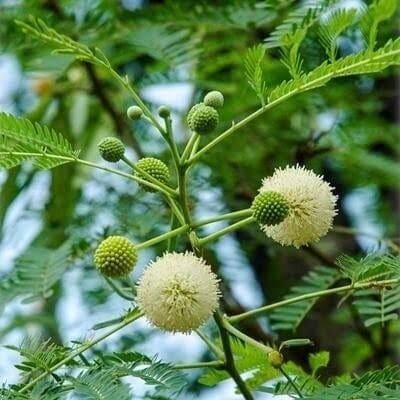 Ada Mimoza Ağacı Acacia Dealbata