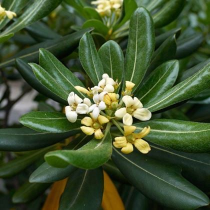 Pitosporum Çit Bitkisi Yıldız Çalısı