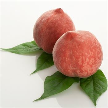 Hale Şeftali Fidanı