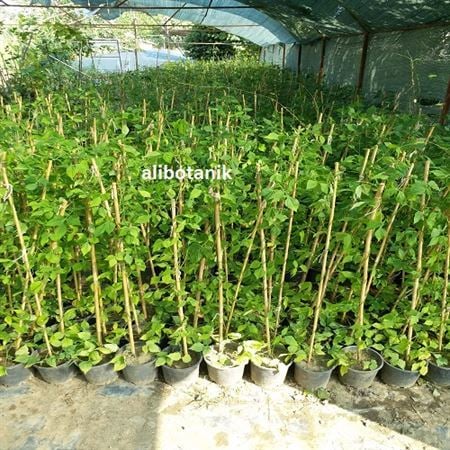 İzmir Çiçeği Selluka Vigna Caracalla