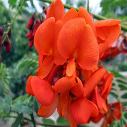 Sesbanya Çiçeği Fidanı