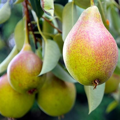 Konya Bozdoğan Armut Fidanı