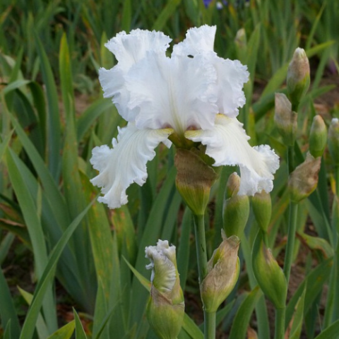 İris Çiçeği Süsen Susam Beyaz Cennetin Gözü