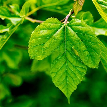 Süs Dutu Fidanı Erkek Dut Ağacı