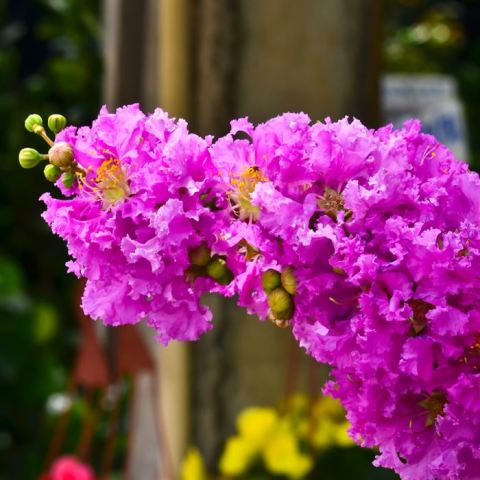 Mor Oya Fidanı Lagerstroemia İndica