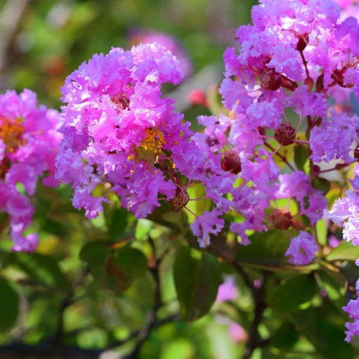 Mor Oya Fidanı Lagerstroemia İndica