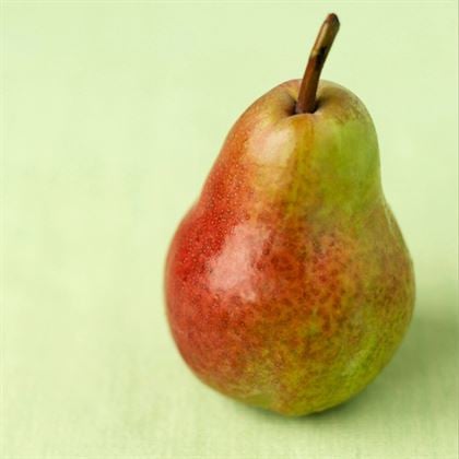 Santa Maria Dalkıran Armut Fidanı