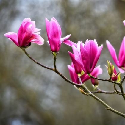 Saray Lalesi Pembe Çiçekli Japon Manolyası