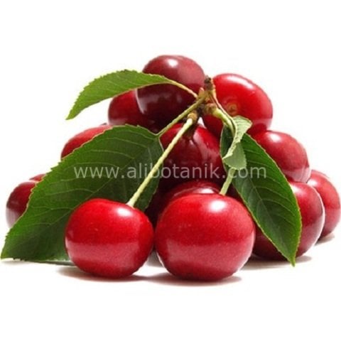 Rubin Van Weichesel Vişne Fidanı