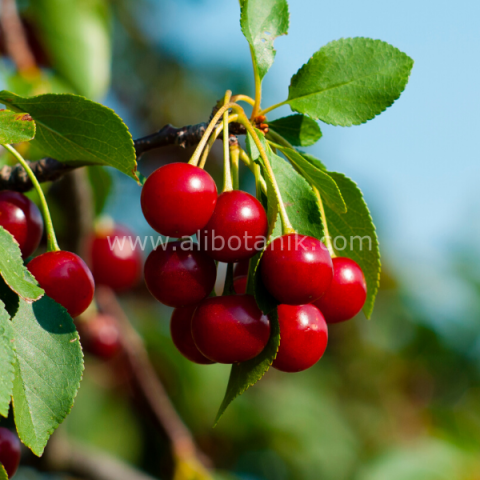 Macar Vişne Fidanı