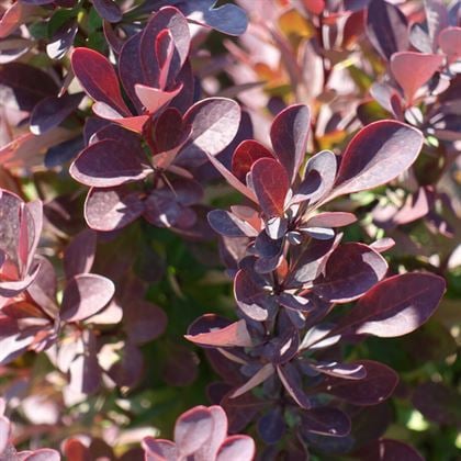 Kadın Tuzluğu Berberis Fidanı