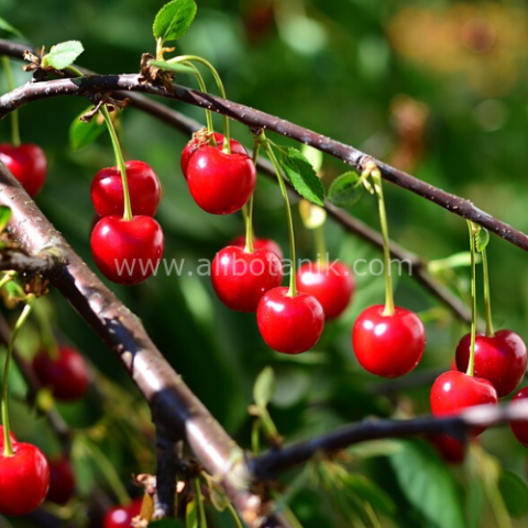 Macar Vişne Fidanı