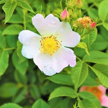 Rosa Rogasa Kuşburnu Fidanı