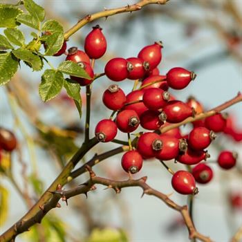 Rosa Rogasa Kuşburnu Fidanı