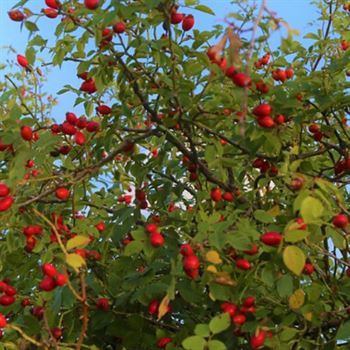 Rosa Rogasa Kuşburnu Fidanı