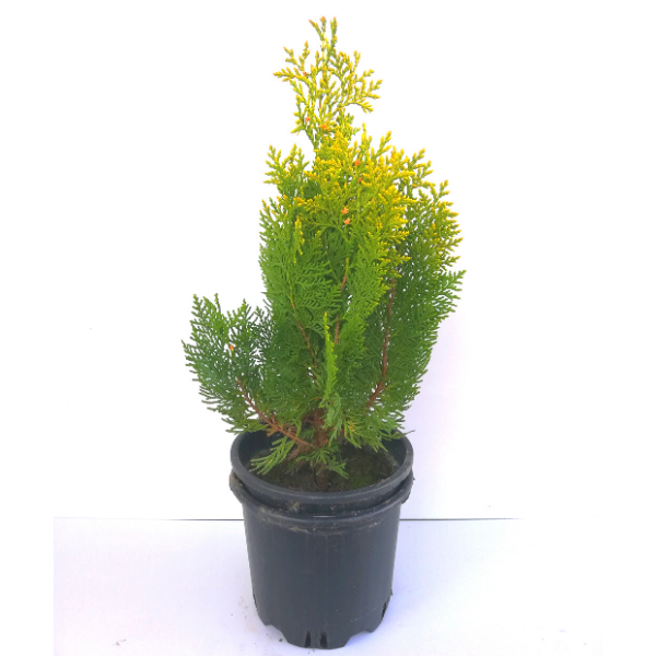 Altuni Top Mazı Fidanı