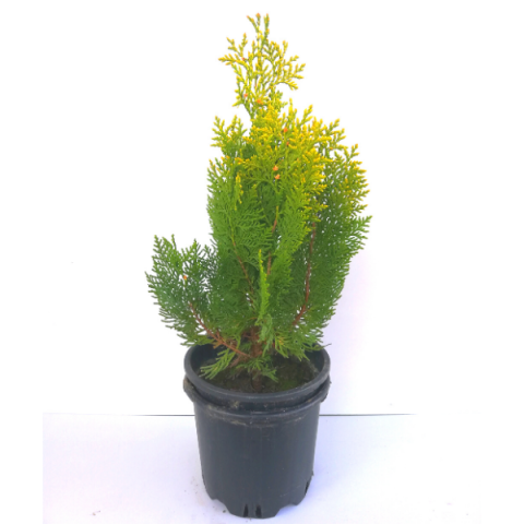 Altuni Top Mazı Fidanı