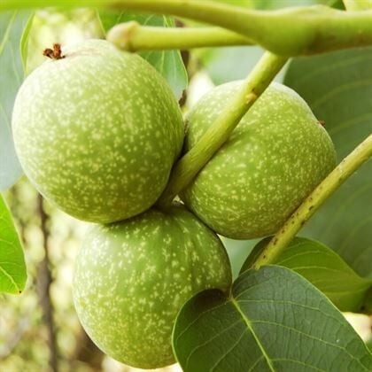 Fernor Ceviz Fidanı