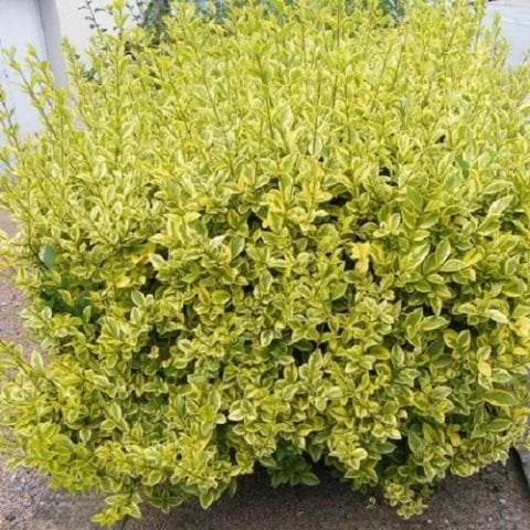 Alacalı Lüküstrüm Ligustrum Kurt Bağrı Fidanı