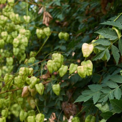 Güvey Kandili Fener Ağacı Fidanı