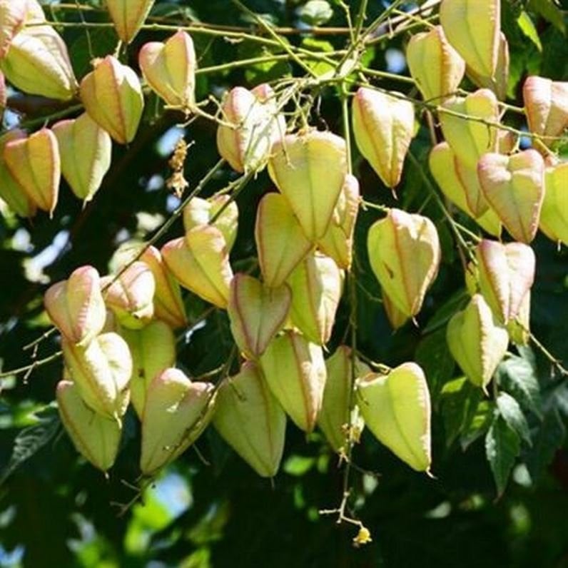 Güvey Kandili Fener Ağacı Fidanı