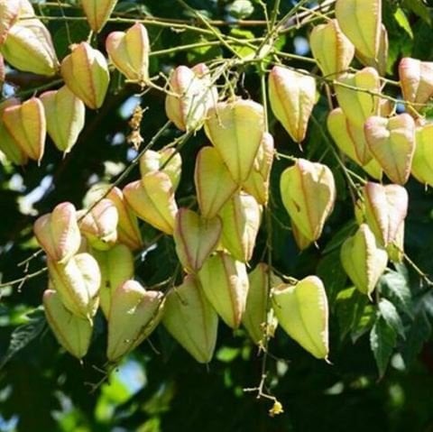 Güvey Kandili Fener Ağacı Fidanı