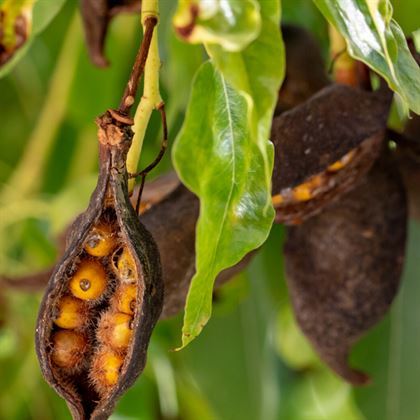 Japon Kavağı Ağacı