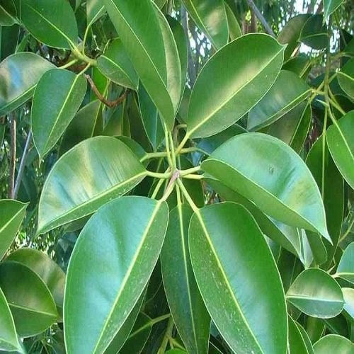 İskenderun Kauçuğu Fidanı Sokak Benjamini