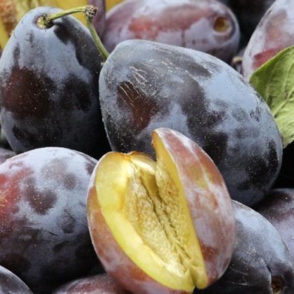 Siyah Freze Erik Fidanı