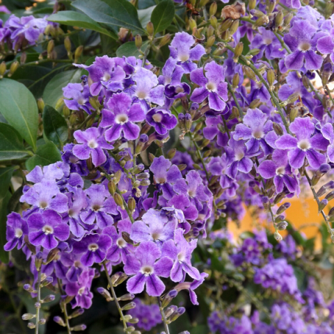 Unutma Beni Çiçeği Duranda Myosotis Palustris.