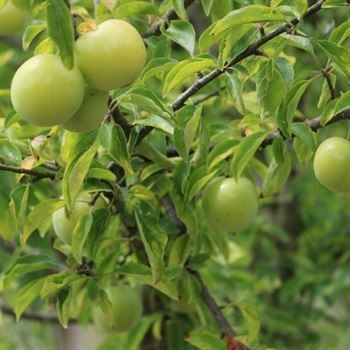 Ekşili Mayhoş Erik Fidanı