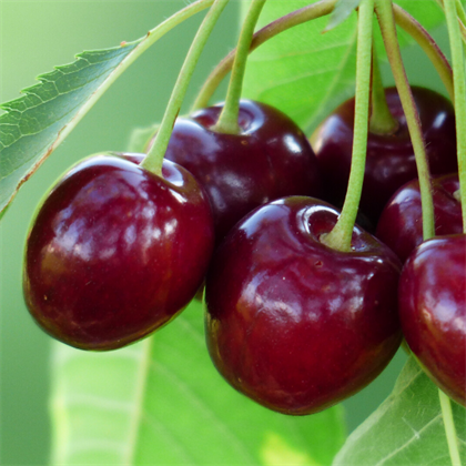 Star Giant Kiraz Fidanı