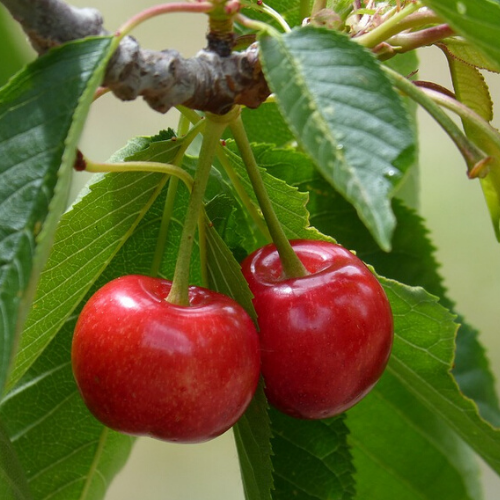 Lapins Kiraz Fidanı