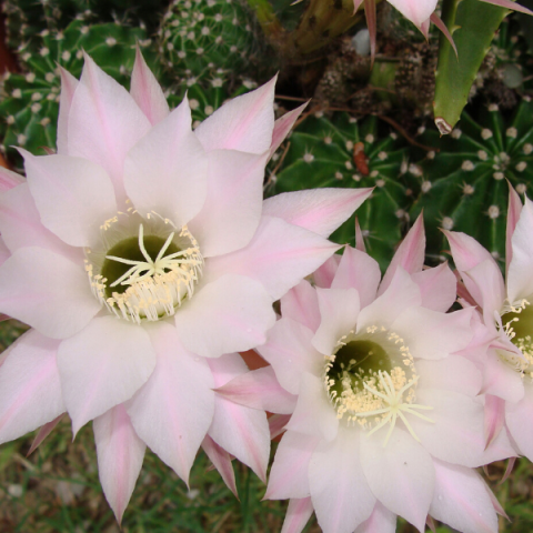Klasik Kaktüs Bitkisi ( 1 ) İri Çiçekli