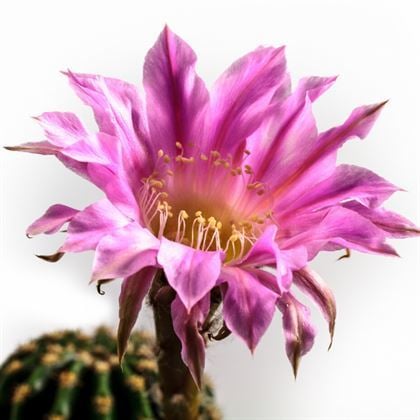 Klasik Kaktüs Bitkisi ( 1 ) İri Çiçekli