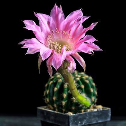 Klasik Kaktüs Bitkisi ( 1 ) İri Çiçekli