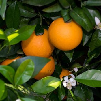 Şeker Portakalı Fidanı