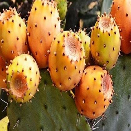 Hint İnciri Kaynana Dili Kaktüsü Opuntia 30 cm