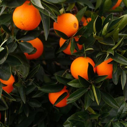 Fukumoto Portakal Fidanı