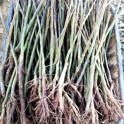 Çin Kavağı Pavlonya Bitkisi Kiri Ağacı