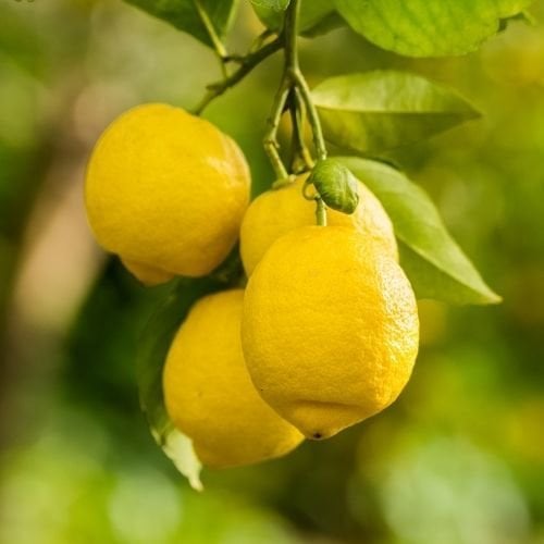 Aydın Limon Fidanı