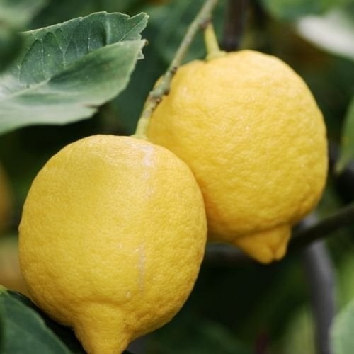 Tombul Jumbo Limon Fidanı