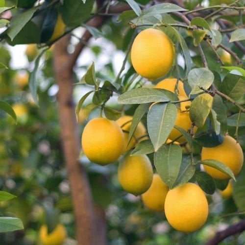 Euroka Limon Fidanı