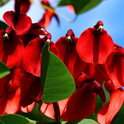 Mercan Ağacı Arap Dudağı 50 cm