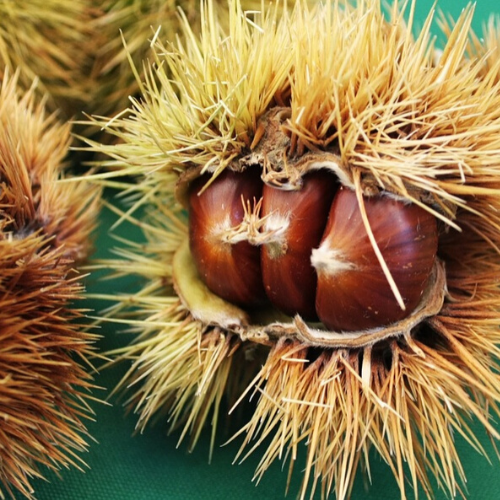 Kestane Fidanı Karadeniz Kestanesi