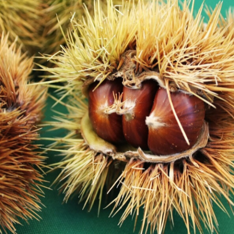 Kestane Fidanı Karadeniz Kestanesi